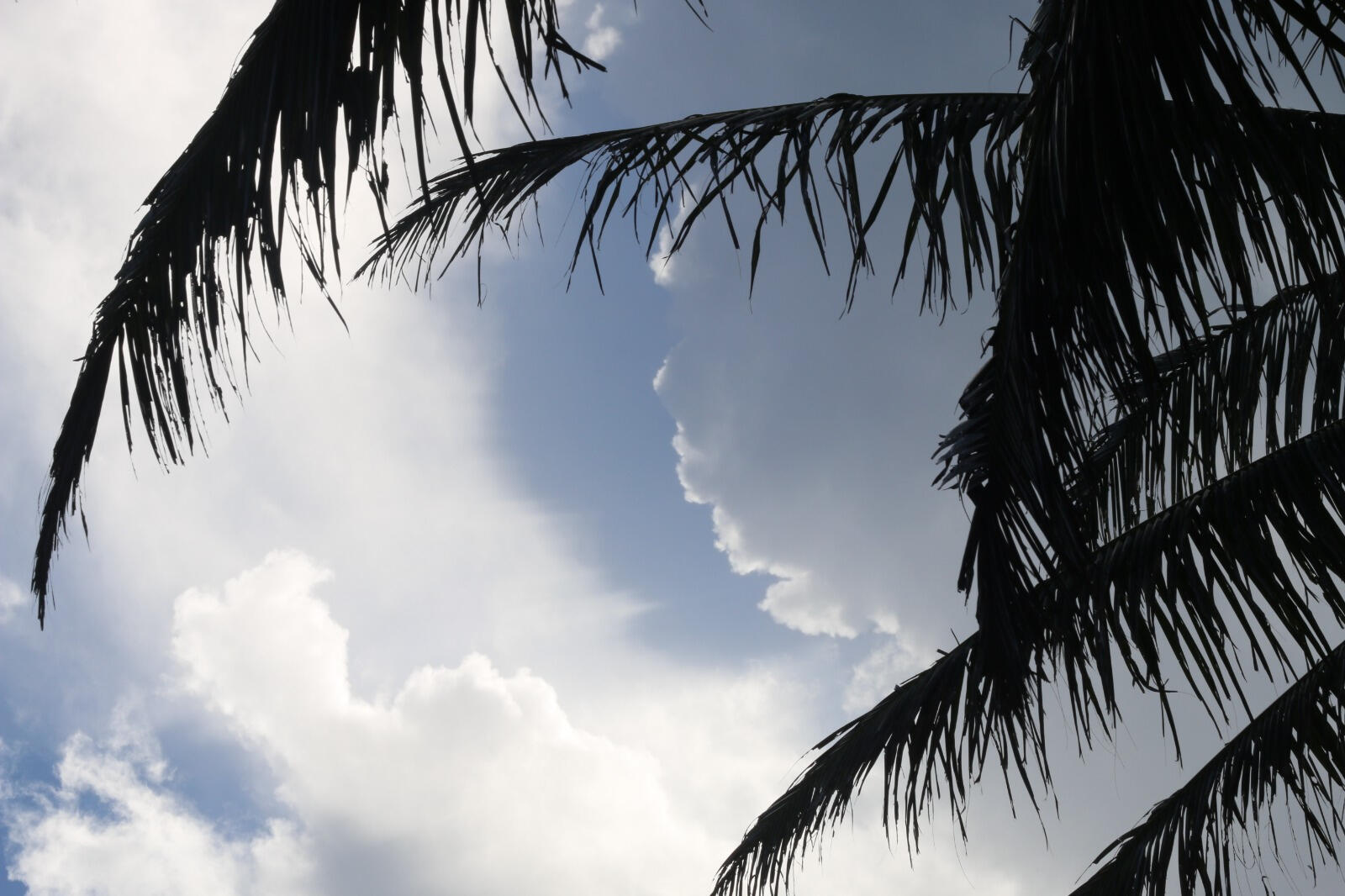 'Lani'
